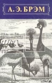 Книга "Жизнь животных, Том II, Птицы, автор Брем Альфред Эдмунд - BooksFinder.ru